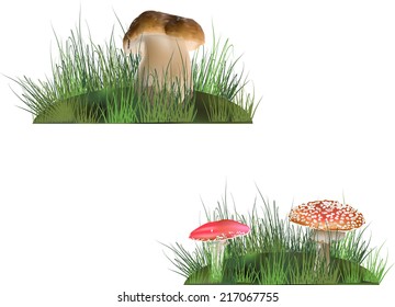 illustration with mushrooms in grass isolated on white background