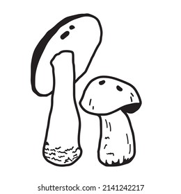 Illustration of mushrooms growing in the forest. Hand drown mushroom. Doodle illustration mushroom.Forest poisonous mushroom, Medicinal plant.