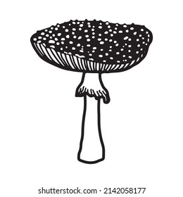 Illustration of mushrooms growing in the forest. Hand drown mushroom. Doodle illustration mushroom.Forest poisonous mushroom, Medicinal plant.