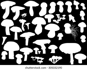 illustration with mushrooms isolated on black background