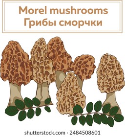 Illustration of mushrooms. Morels. Color illustration.