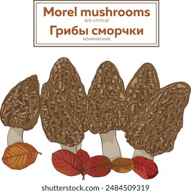 Illustration of mushrooms. The morels are conical.