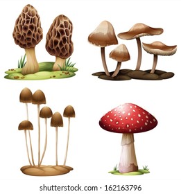 Illustration of the mushrooms on a white background