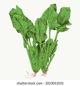 an illustration of mustard greens, made using the doodle art technique