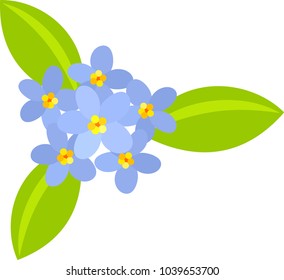 The illustration of myosotis