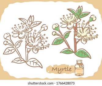 Illustration Of Myrtle And Aromatherapy Bottle. Vector Illustration.