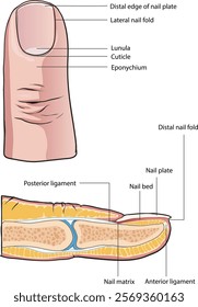illustration of nail anatomy cross section  - vector