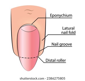 Illustration of a nail with the names of the parts of the finger for learning manicure in vector