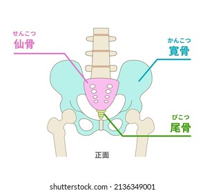 Illustration and name of the pelvis Translation:
Sacrum, hip bone, coccyx