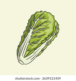 Illustration of a napa cabbage