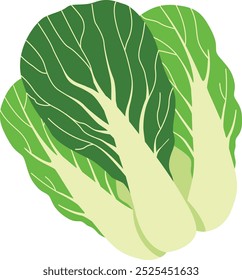 illustration of napa cabbage on a white background