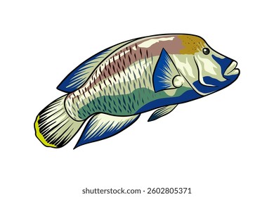illustration of napoleon fish swimming