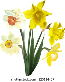 illustration with narcissus flowers isolated on white background