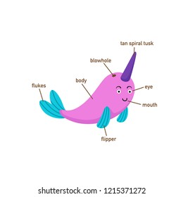 Illustration of narwhal vocabulary part of body.vector