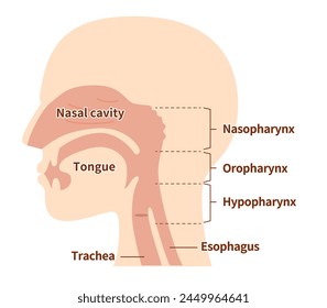 Illustration of nasal cavity and pharyngeal anatomy from lateral view