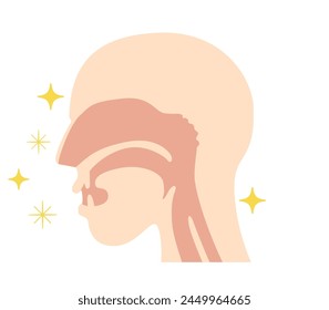 Illustration of nasal cavity and pharyngeal anatomy from lateral view