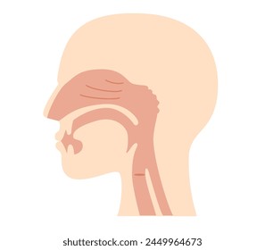 Illustration of nasal cavity and pharyngeal anatomy from lateral view