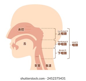 Illustration of nasal cavity and pharyngeal anatomy from lateral view [TRANSLATE];Nasal cavity Nasopharynx, Oropharynx, hypopharynx