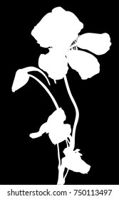 illustration with nasturtium silhouette isolated on black background