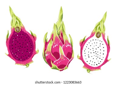 illustration of natural and fresh ripe dragon fruit pitaya full and sliced on white background (red and white)