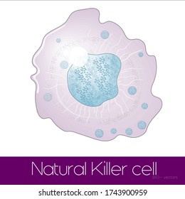 Illustration Of Natural Killer Cell. 