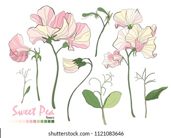 Illustration of nature elements. Set of bouquets vector. Floral stickers collection. Bouquets of flowers, branches, pink sweet pea, and leaves isolated on white. Stylish wedding floral elements