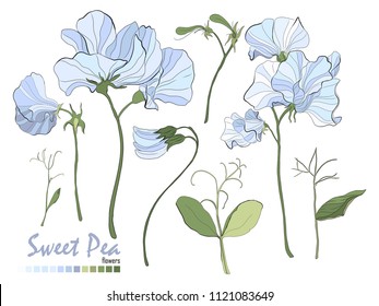 Illustration of nature elements. Set of bouquets vector. Floral stickers collection. Bouquets of flowers, branches, blue sweet pea, and leaves isolated on white. Stylish wedding floral elements