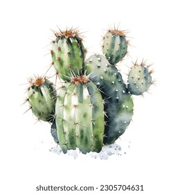 illustration, nature, isolated, plant, garden, pot, green, cactus, flower, succulent, background, design, collection, floral, houseplant, set, botany, cacti, art, cartoon, vector, summer, flora, cute,