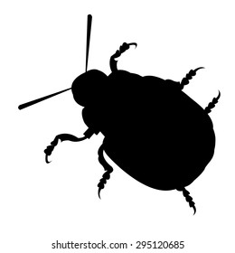 illustration nature potato colorado vector animal beetle