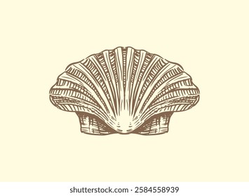 Illustration of an Nautical Handdrawn Shell