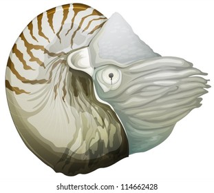 Illustration of a Nautilus (genus) svg