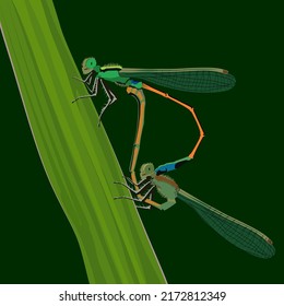 Illustration of needle dragonfly (suborder Zygoptera) mating on grass and green background. vector