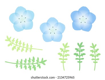 Illustration of nemophila flowers and leaves