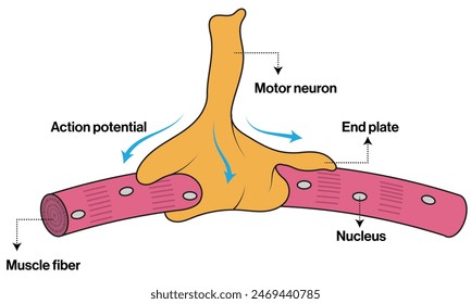 Illustration of Neuromuscular Junction on White Background Showing Synapse and Muscle Fiber Interaction.