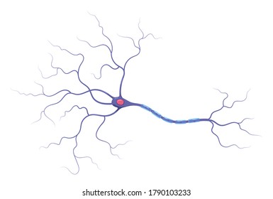 Illustration of neuron anatomy. Structure. Vector infographic (nerve cell axon and myelin sheath) svg