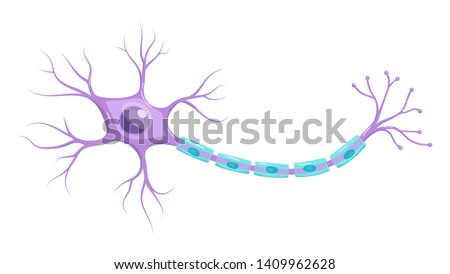 Illustration of neuron anatomy. Vector infographic (nerve cell axon and myelin sheath)