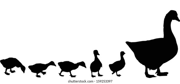 illustration with newborn gosling and goose silhouettes isolated on white background
