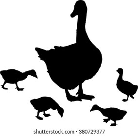 illustration with newborn gosling and goose silhouettes isolated on white background