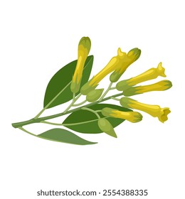 Illustration of Nicotiana glauca, known as tree tobacco, isolated on white background.