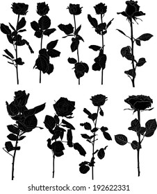 illustration with nine black rose flowers isolated on white background