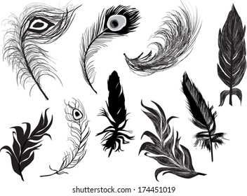 illustration with nine feathers isolated on white background