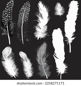 illustration with nine feathers isolated on black background