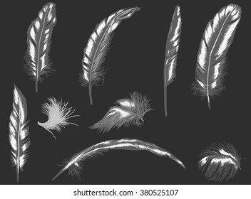 illustration with nine feathers isolated on grey background