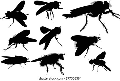 illustration with nine fly silhouettes isolated on white