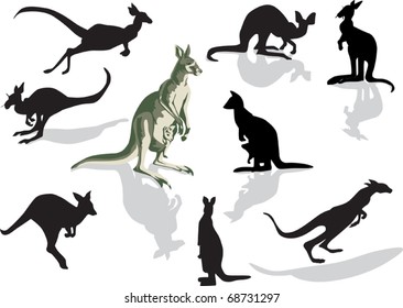 illustration with nine kangaroo isolated on white background