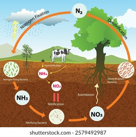 illustration of nitrogen cycle diagram - vector