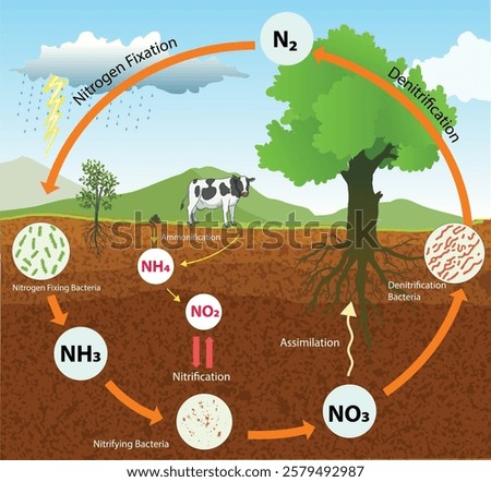 illustration of nitrogen cycle diagram - vector