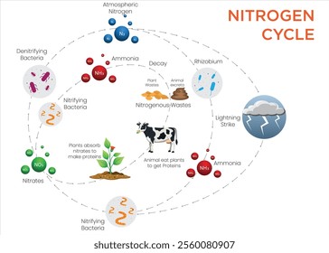 An illustration of the nitrogen cycle showing processes like fixation, nitrification, assimilation, and denitrification, highlighting nitrogen's flow in ecosystems.