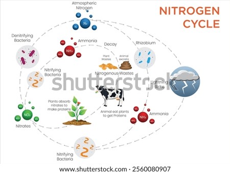 An illustration of the nitrogen cycle showing processes like fixation, nitrification, assimilation, and denitrification, highlighting nitrogen's flow in ecosystems.