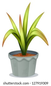 Illustration of a non-flowering plant on a white background